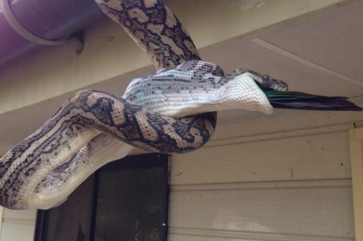 A parrot's tail feathers poke out of a snake's mouth