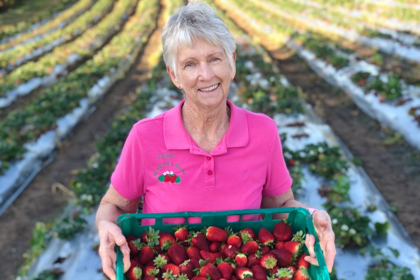 A grey haired lady in a pink shirt holds up a tray of strawberries in a field.