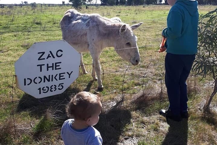 Children stand looking at a donkey in a paddock.