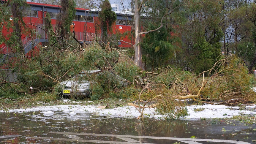 Car covered in trees after a storm