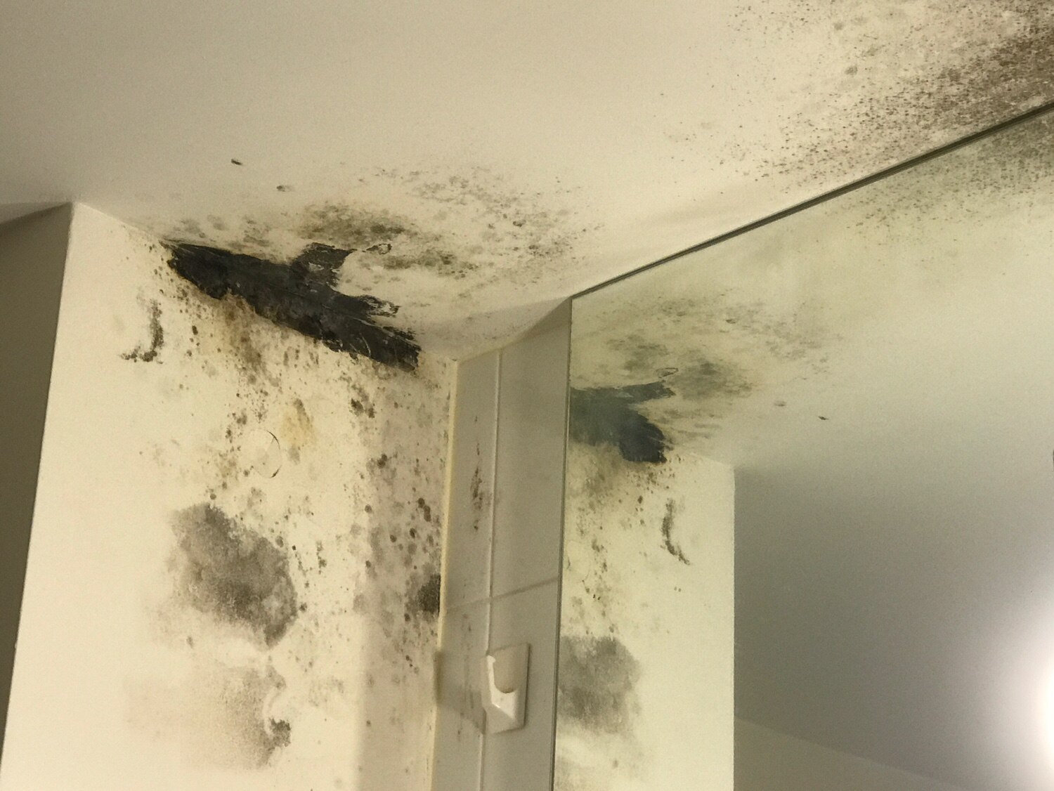 Why rental properties are more likely to be mouldy and what's needed to