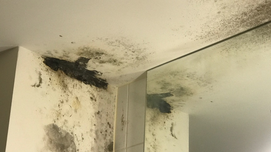 Large amount of mould growing on the ceiling in a bathroom.