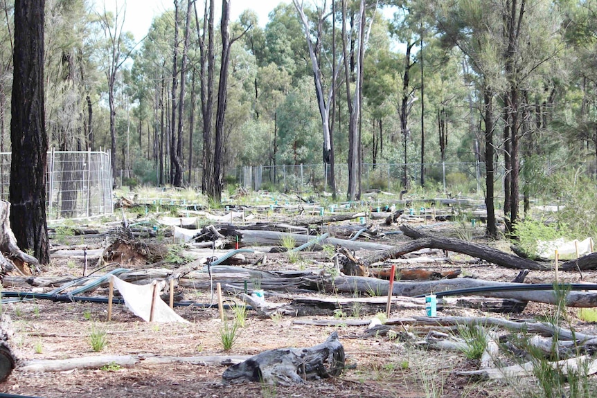 A rehabilitation site in the Pilliga State Forest.