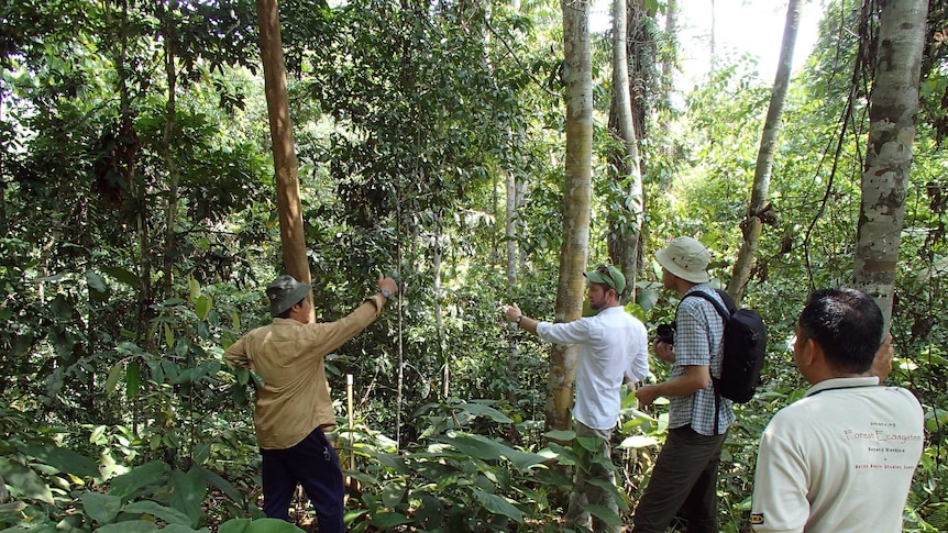 A photo of researchers inspecting the Inikea restoration project in Malaysian jungle in 2015.