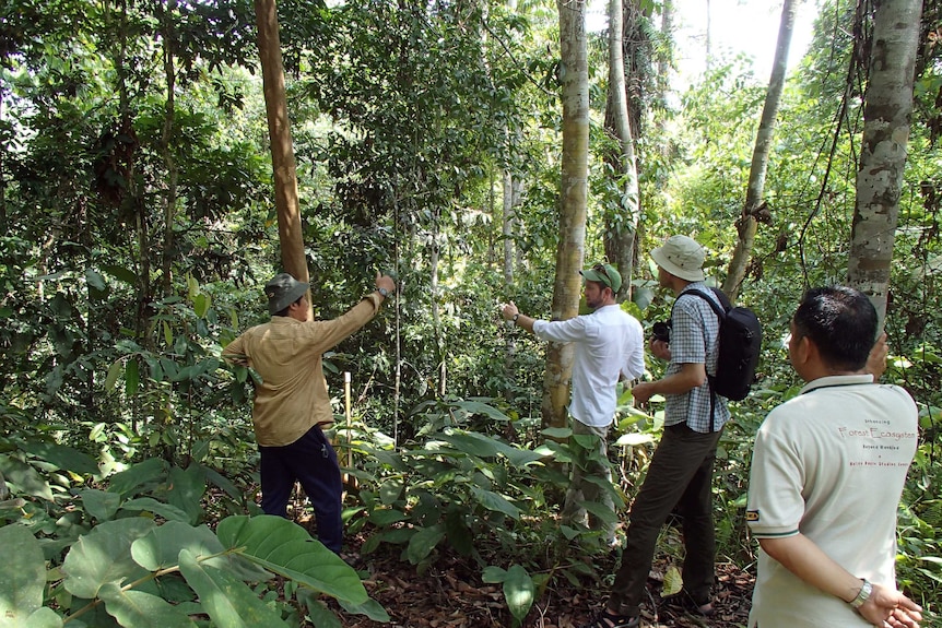 A photo of researchers inspecting the Inikea restoration project in Malaysian jungle in 2015.