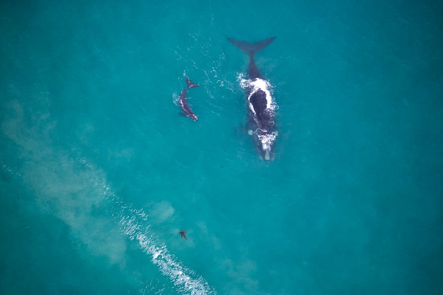 An adult southern right whale and its calf frolic off Victoria's south-west coast.