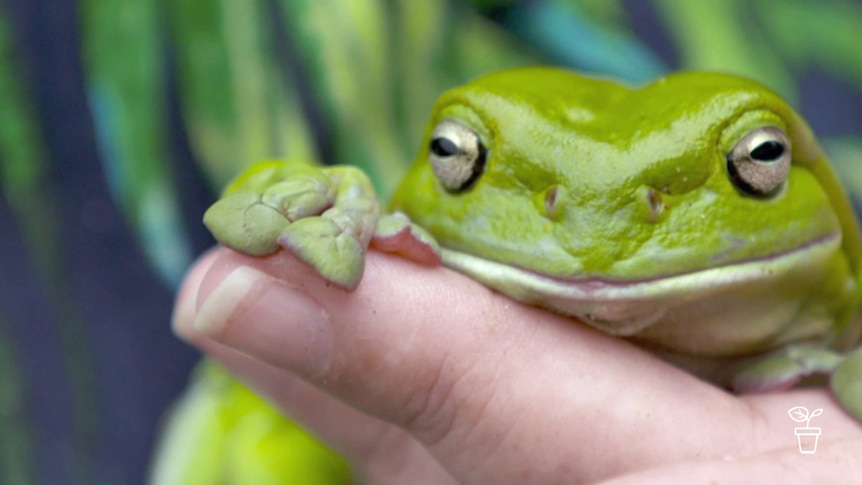 Hand holding large green frog