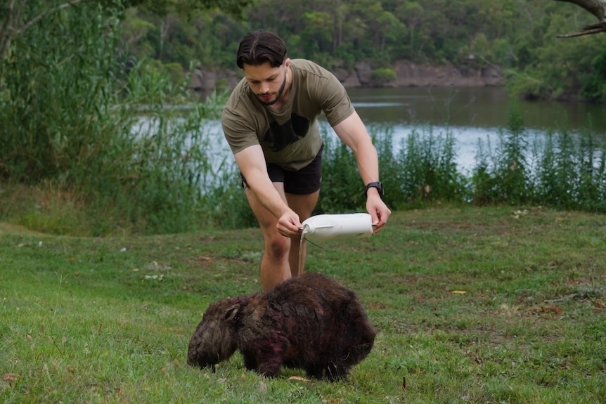 A young man pour liquid on the back of a scraggly wombat