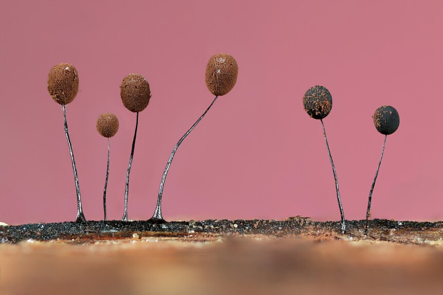 A close up photo of mould spores against a pink background