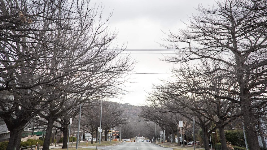 A street is line with trees that have dropped their leaves for winter.