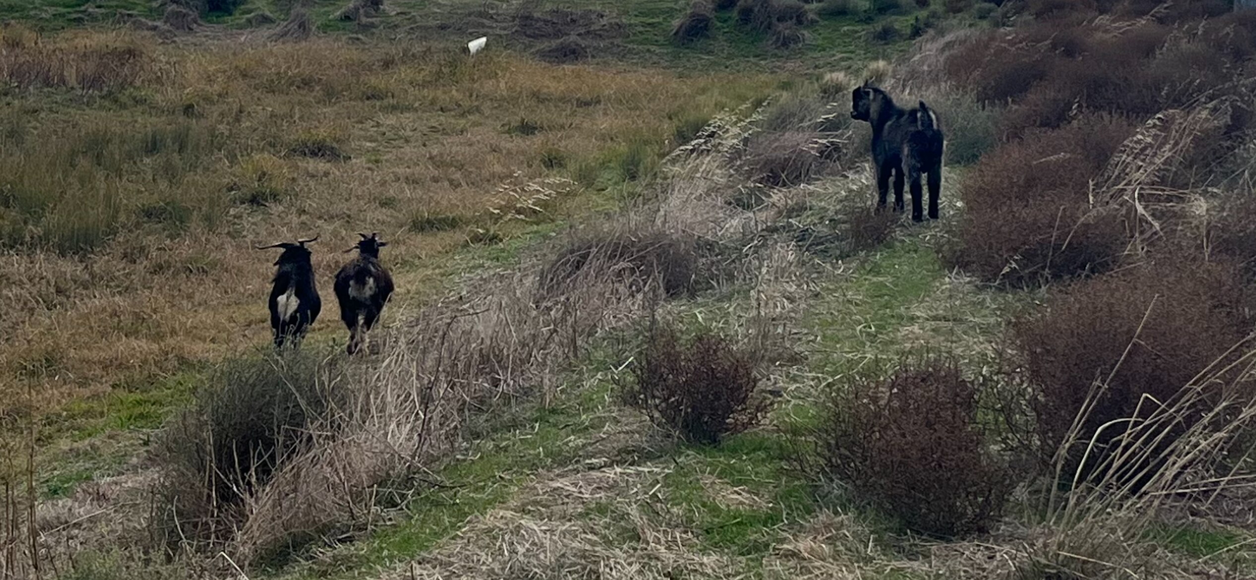 Three goats in a paddock.
