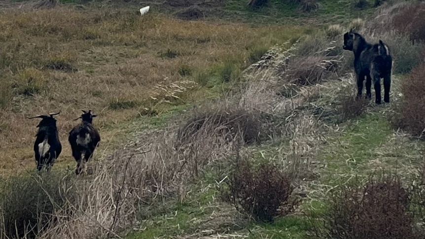 Three goats in a paddock.