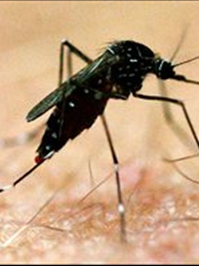 A vaccine for the mosquito bourne Ross River virus is set to be tested