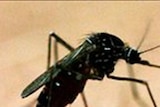 A vaccine for the mosquito bourne Ross River virus is set to be tested