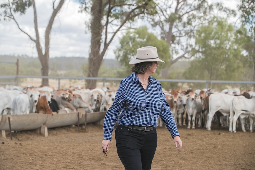 A woman in a big hat walking through a feedlot with cattle 