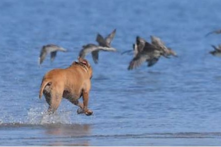 A large tan coloured dog is racing across shallow water disrupting large shorebirds which are flying away