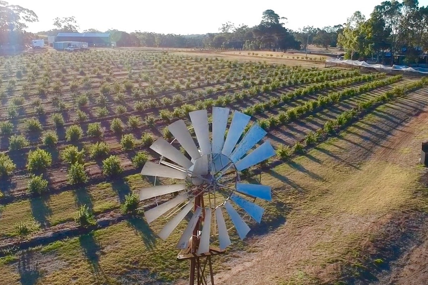 Rows of pomegranate trees seen from above, with a windmill in the foreground and a shed in the background.