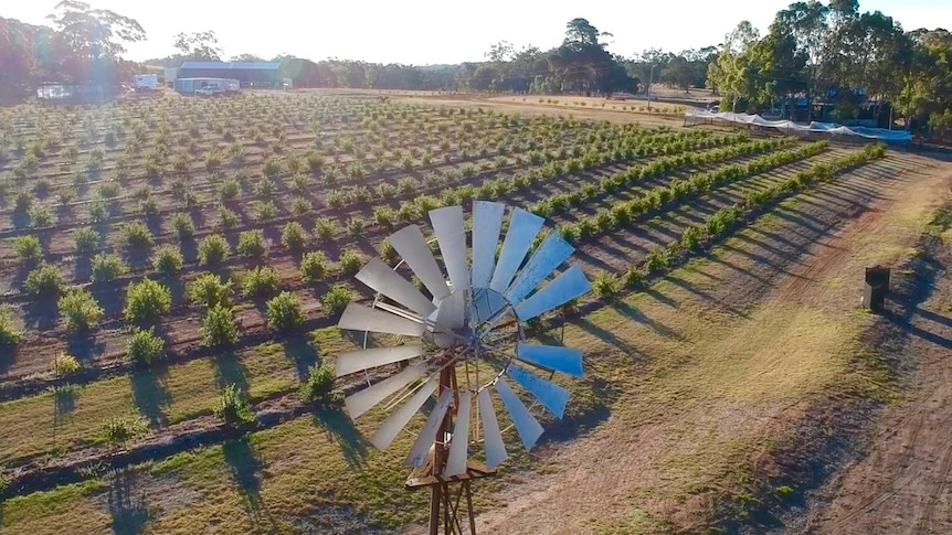 The couple has 3000 pomegranate trees