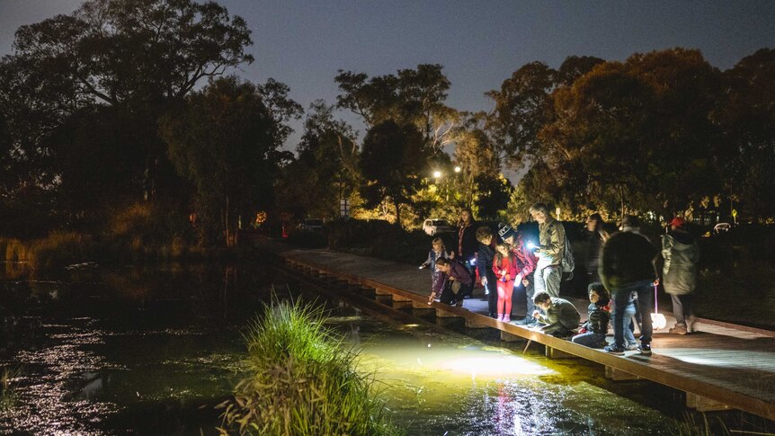 At night, you view a small crowd peering over a wooden boardwalk into a shallow pond lit by a park guide.