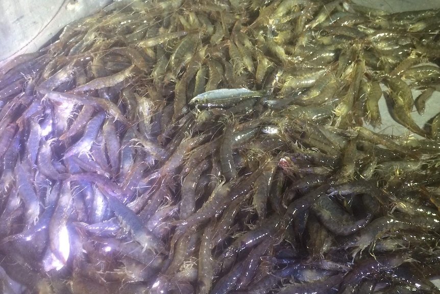 Prawns caught by commercial fishers