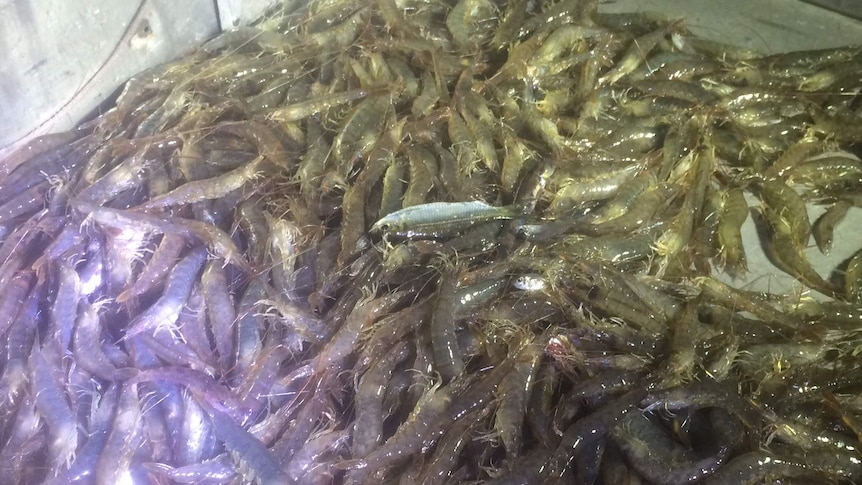 Prawns caught by commercial fishers