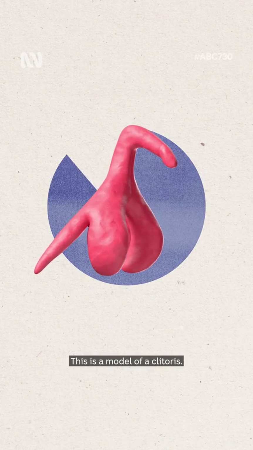 An anatomical illustration of a clitoris  