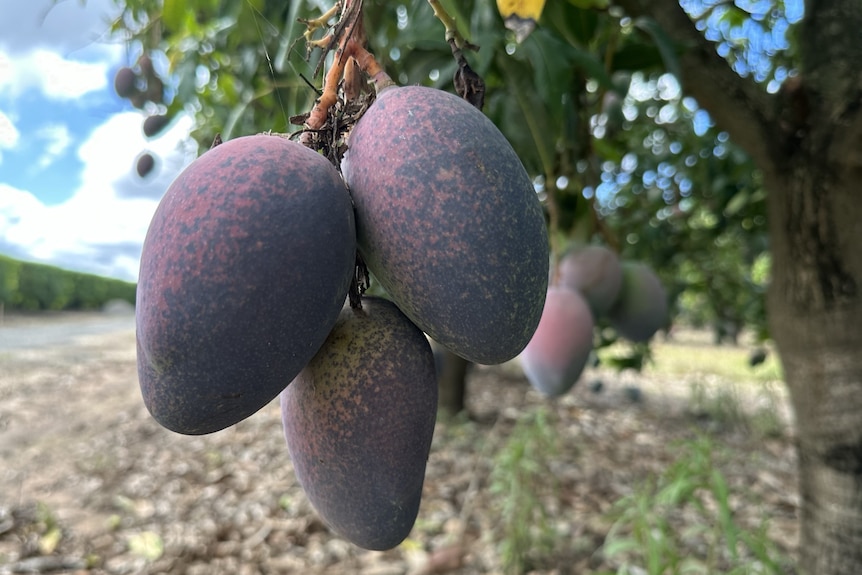 Purple mangoes with black, spotty blemishes hang from trees in an orchard.