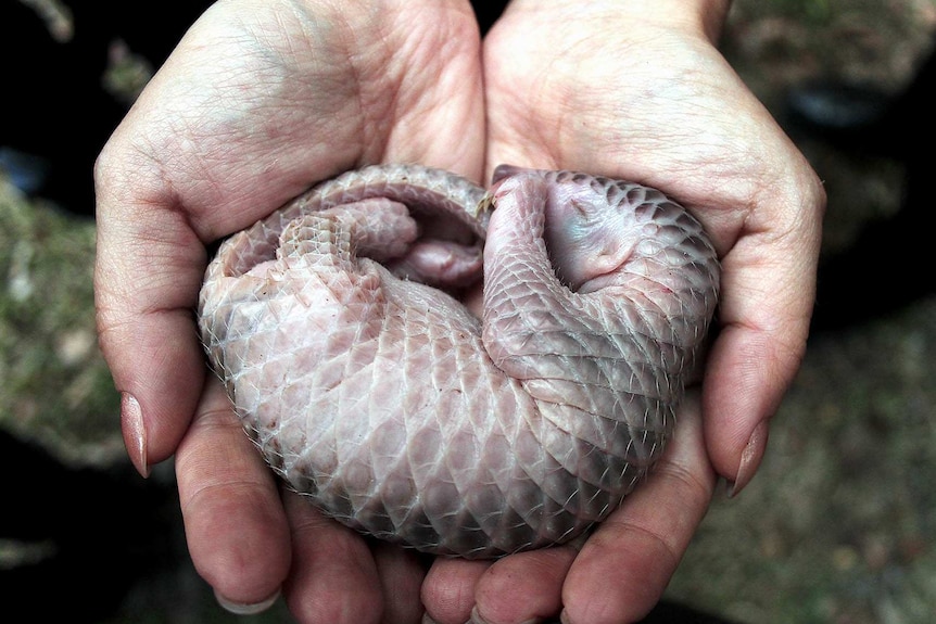 A newborn pangolin about to be released into the wild