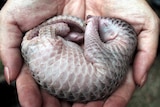 A newborn pangolin about to be released into the wild