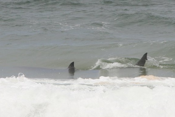 Two shark fins in the water near Salmon Rocks, Victoria