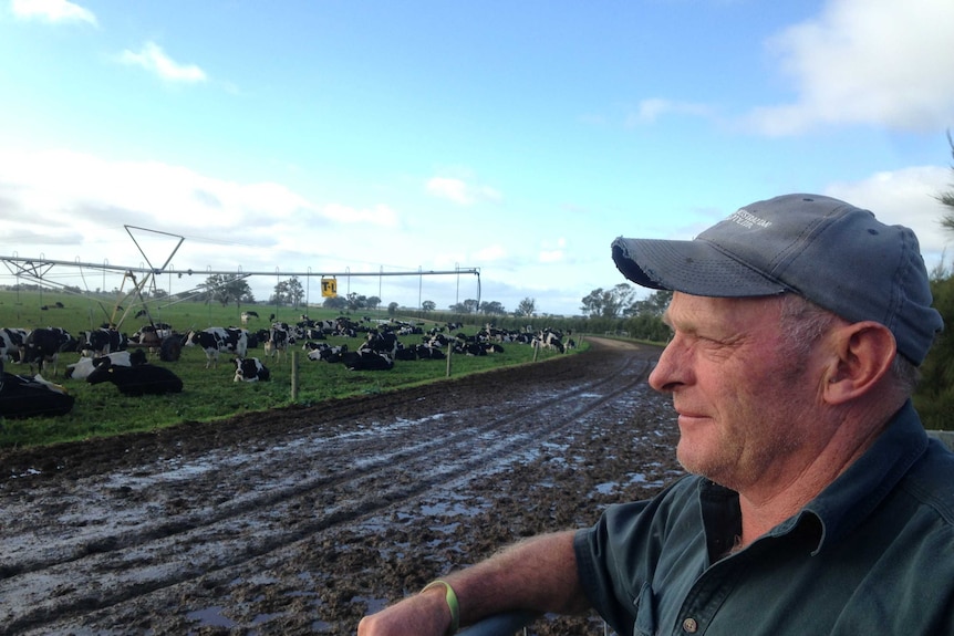 A dairy farmer wearing a cap looks across a muddy track to his herd of cows milling around an overhead irrigator