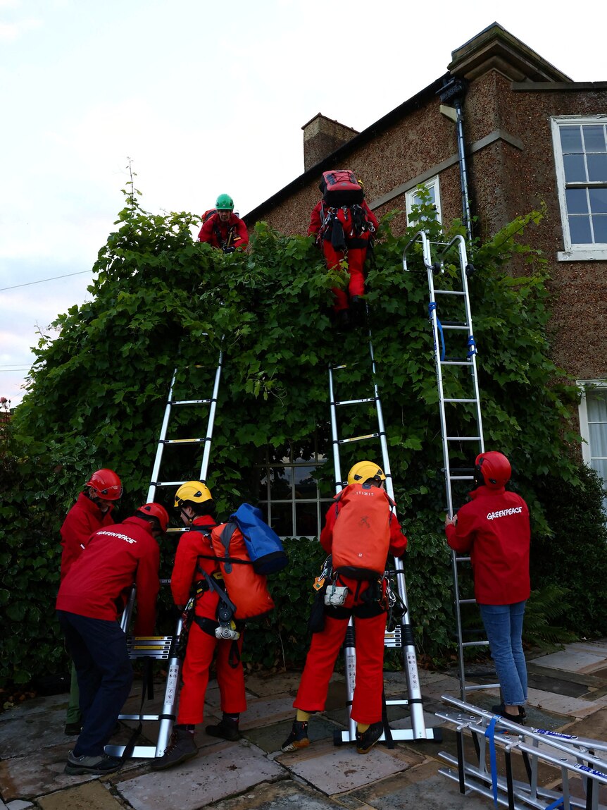 Four people wearing orange and red with climbing gear holding ladders infront of a green bush wall as two others go up