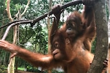 Two baby orangutans hang from tree branch