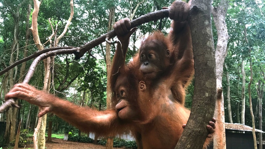 Two baby orangutans hang from tree branch