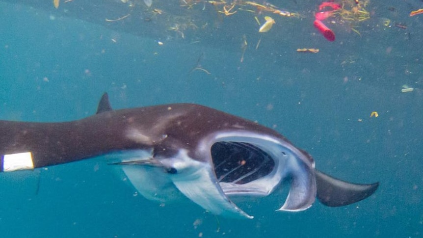 A manta ray swimming amongst plastic off the coast of Indonesia.