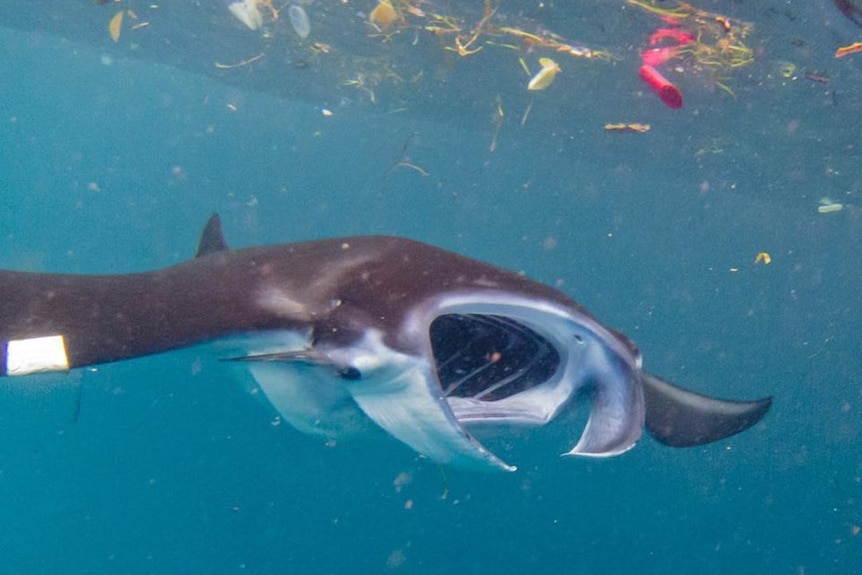 A manta ray swimming amongst plastic off the coast of Indonesia.