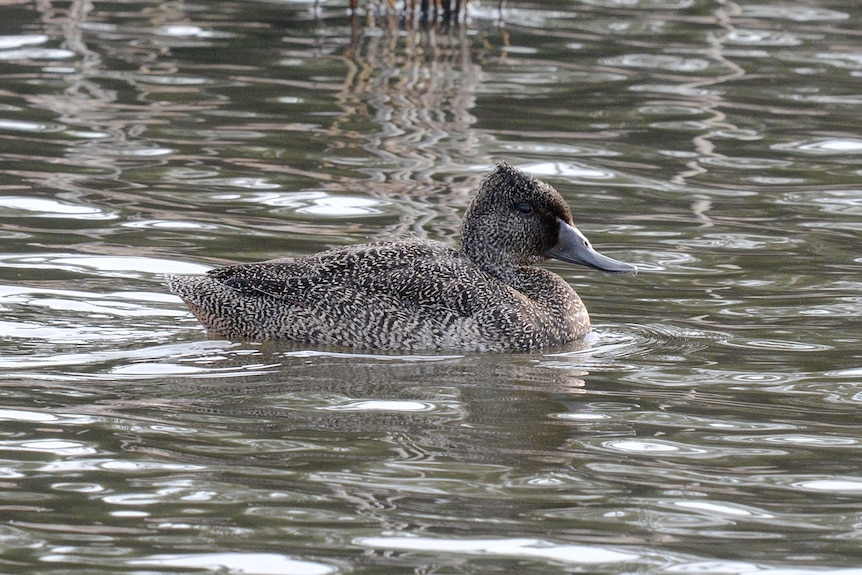 Brown spotted duck on the water