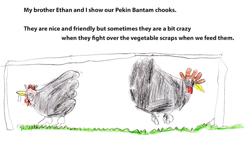 Drawing of two black chooks with the words: My brother Ethan and I show our Pekin Bantam chooks