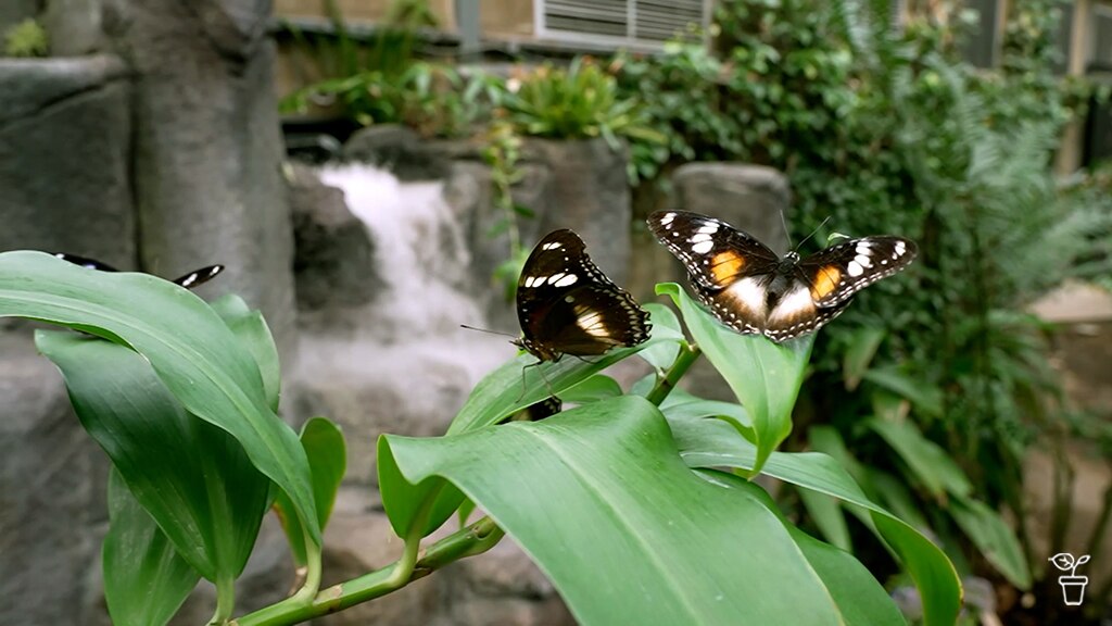 All Aflutter - Gardening Australia