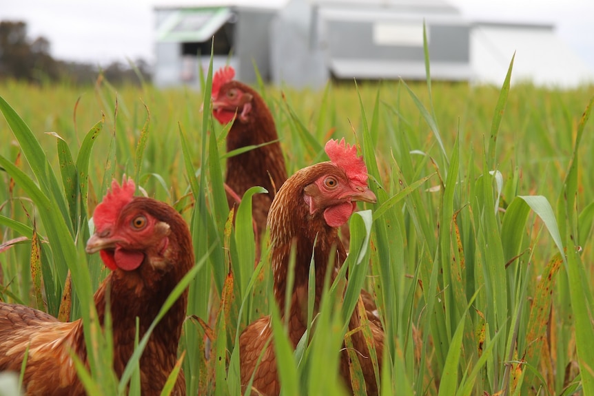 Three brown chickens in long grass, with a mobile coop in the background.