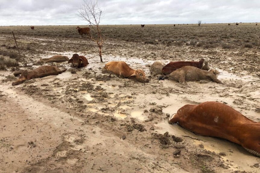 Dead cattle lie in the mud of a property, west of Julia Creek.