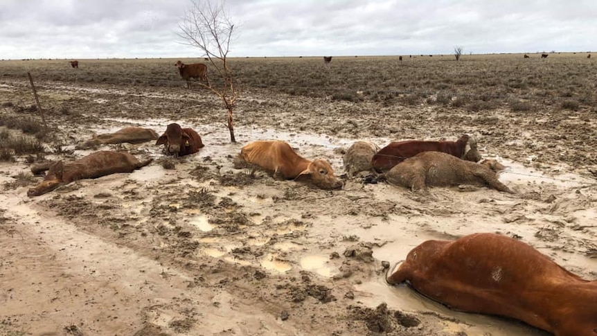 Dead cattle lie in the mud of a property, west of Julia Creek.