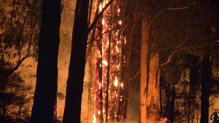 Fire burning in trees in the Bunyip State Park.