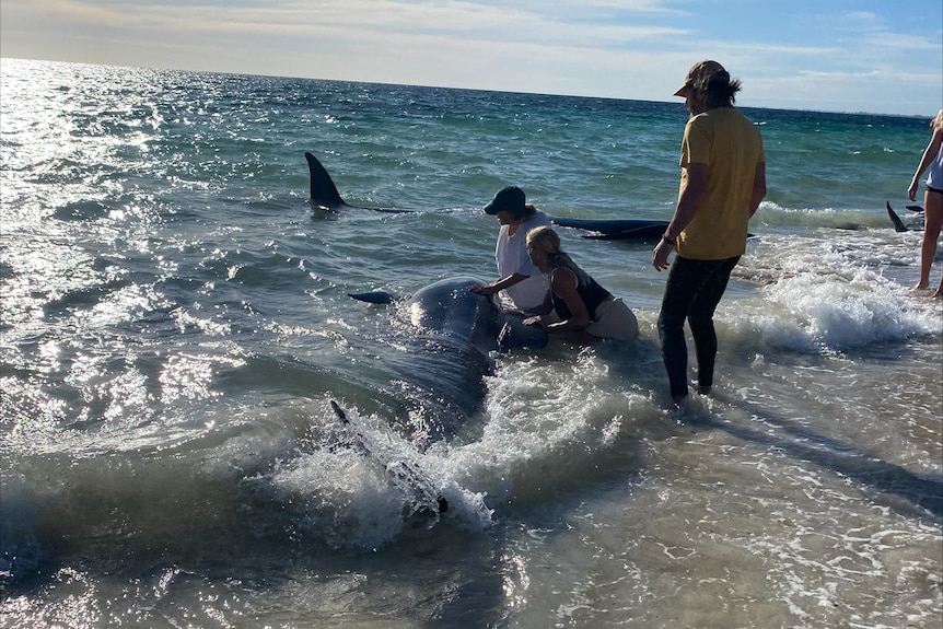 A woman and a man in shallow waters try to help a pilot whale back into the ocean after it became stranded on a beach.