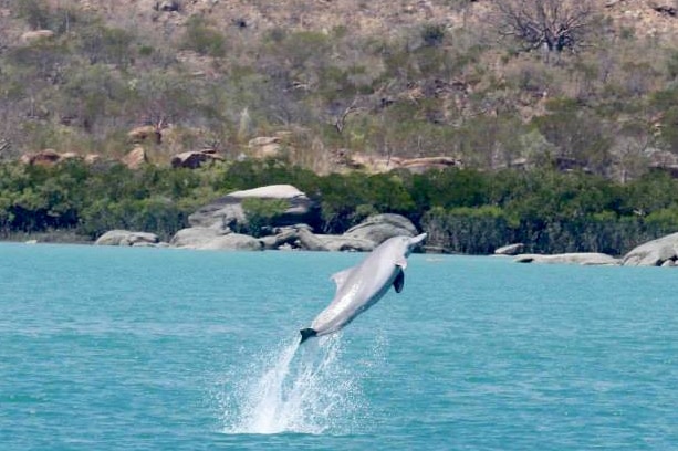 A dolphin leaping out of the water.