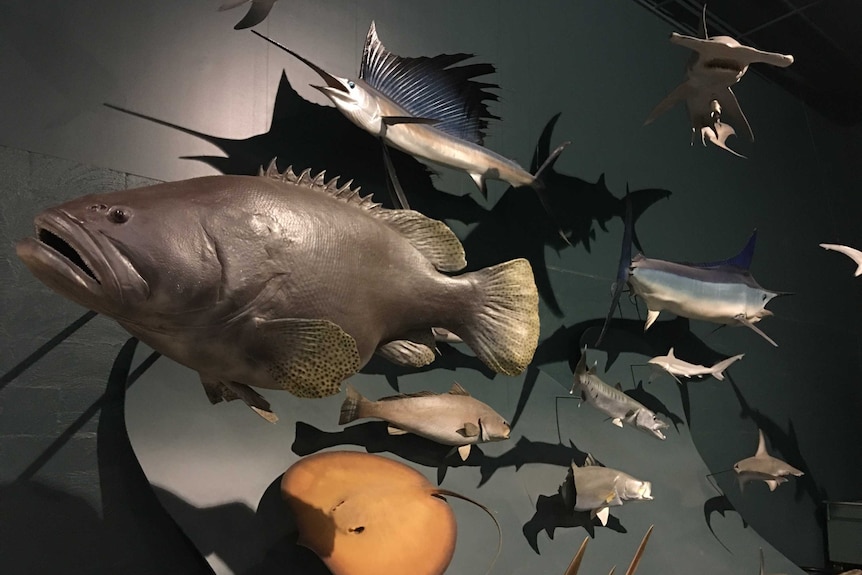 A taxidermic groper among a dozen other sea creatures suspended from a wall.