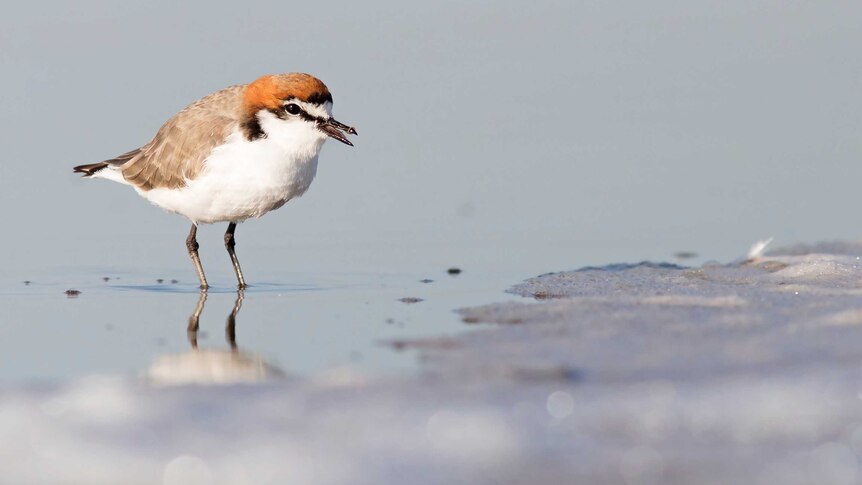 red-capped plovers