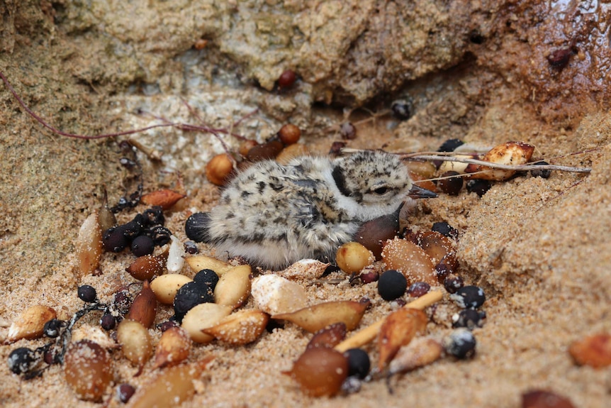 Hooded plover chick camouflaged in a sandy nest, surrounded by seaweed.