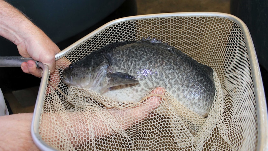 Murray Cod in a net