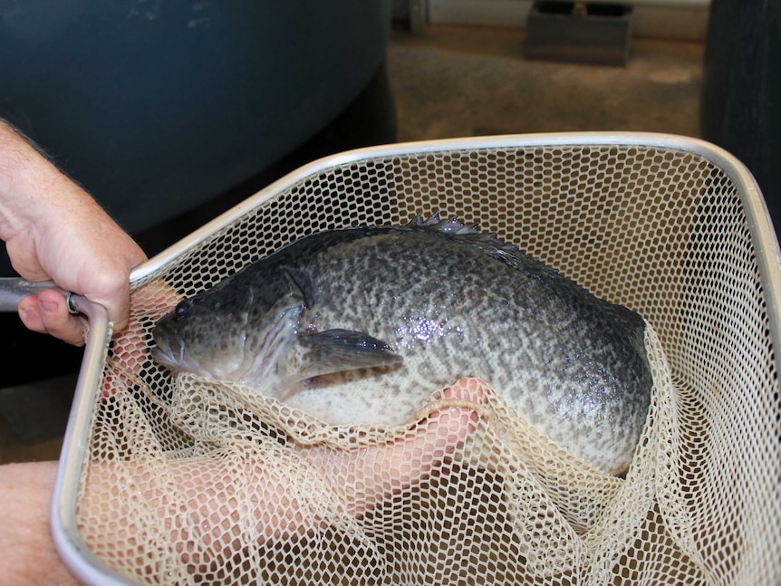 Murray Cod in a net